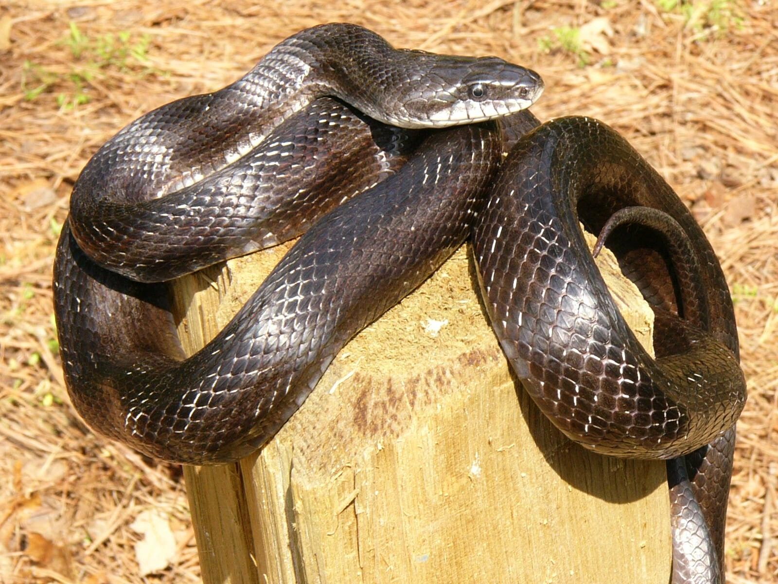 Known for its climbing ability, the harmless black rat snake is notorious for accidentally crawling inside people's homes. (Photo/John Jensen, Georgia DNR)