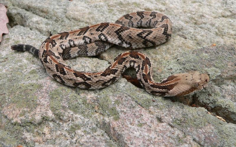Like most snakes in the pit-viper family, the timber rattler has a triangular head and vertical-slit pupils. Photo/Steve Kyles, Georgia DNR