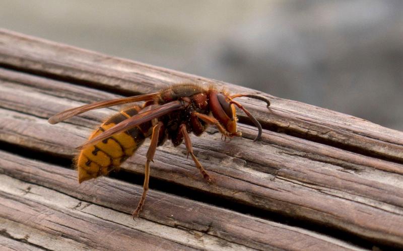 Male European hornets (University of Maryland Extension) do not even have stingers.