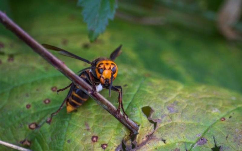Murder hornets have not yet been found in Georgia. WASHINGTON STATE DEPARTMENT OF AGRICULTURE 