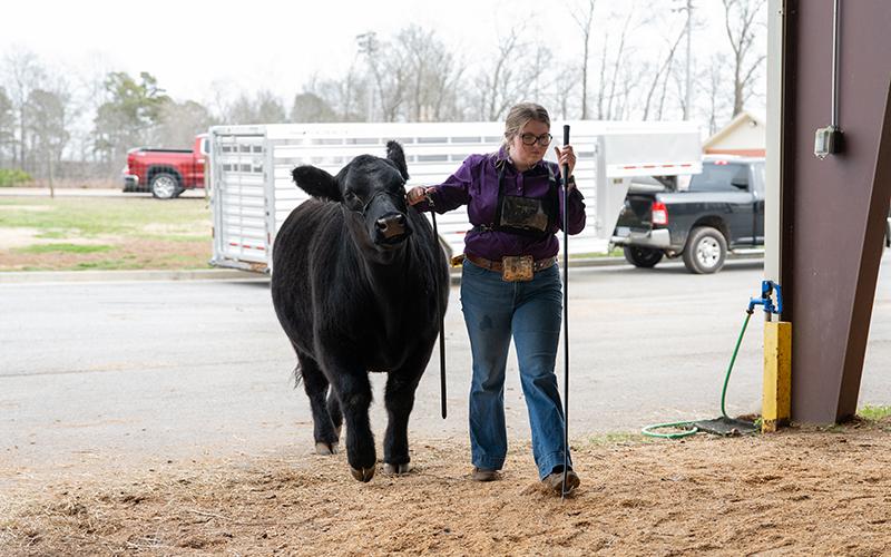 Ansley Seagers walks her cow to be shown in senior beef showmanship. ZACH TAYLOR/Special