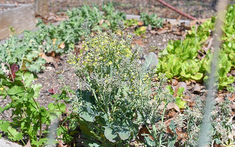Rows of kale, cilantro, lettuce and broccoli  in John Mather’s garden. Greens are a cool season crop that will thrive through the winter. JULIANNE AKERS/Staff