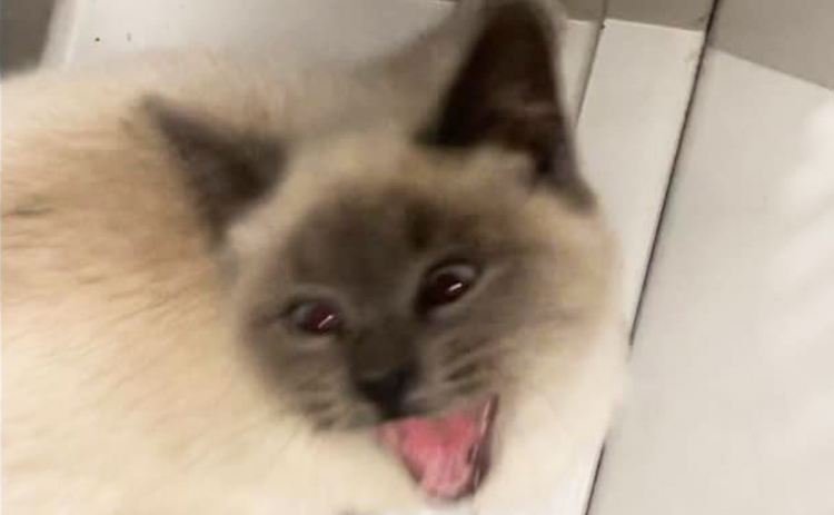 Shown is a rabid cat that was put down at the Habersham County Animal Shelter after exhibiting signs of rabies. HABERSHAM COUNTY ANIMAL CONTROL/Submitted