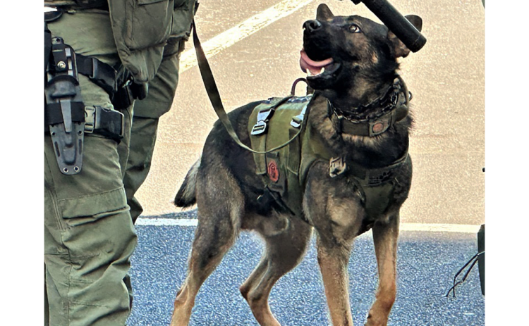 A K-9 member of the Georgia State Patrol SWAT Team prepares to go to work during Friday’s operation in Habersham County. HABERSHAM COUNTY/Submitted