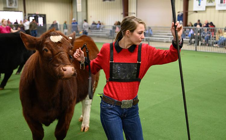 , Abby Strong turns her cow around in the second heat of senior beef showmanship at the FFA livestock show at Habersham Central High School on Saturday morning. The event capped off FFA Week in Habersham County. ZACH TAYLOR/Special