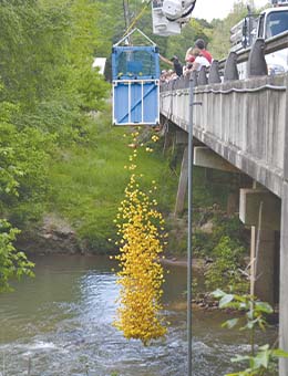 Ducks are dumped into the Soque every May during the Mountain Laurel Festival. FILE