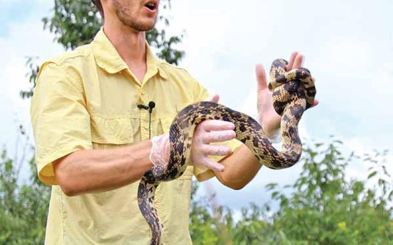snake