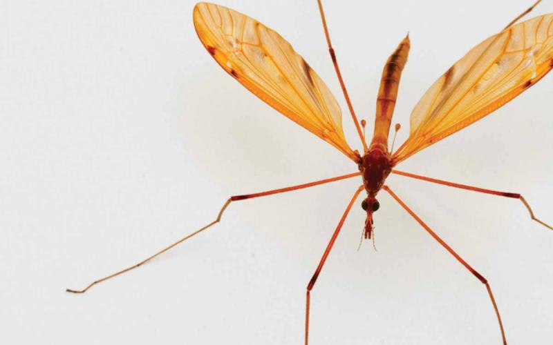 Mosquito