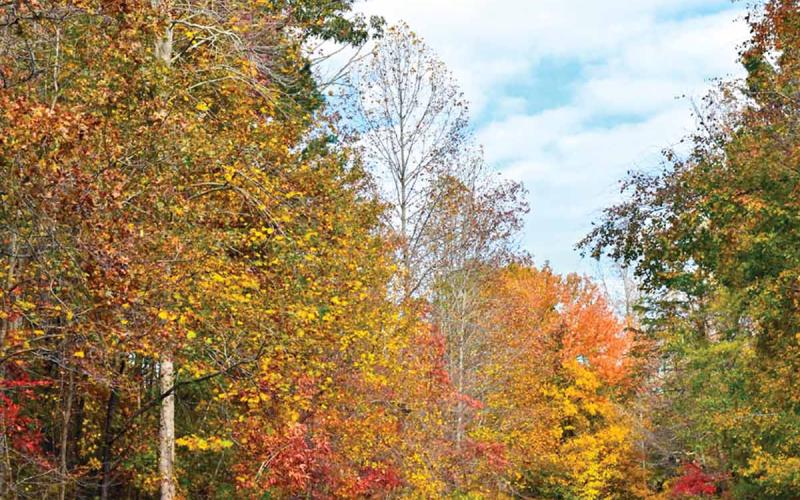 Fall leaves in north Habersham County emit warm hues.