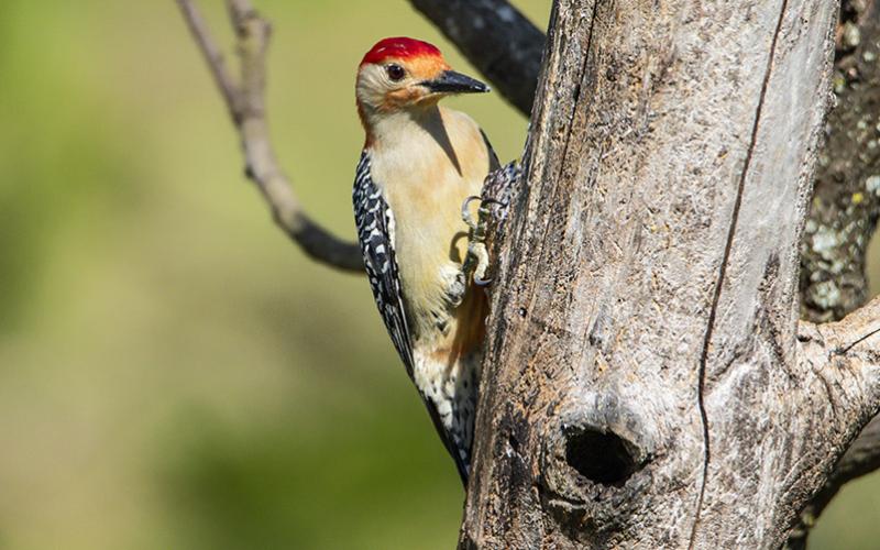 A red-bellied woodpecker climbs a tree in this photo taken by Daniel Short of Cornelia.