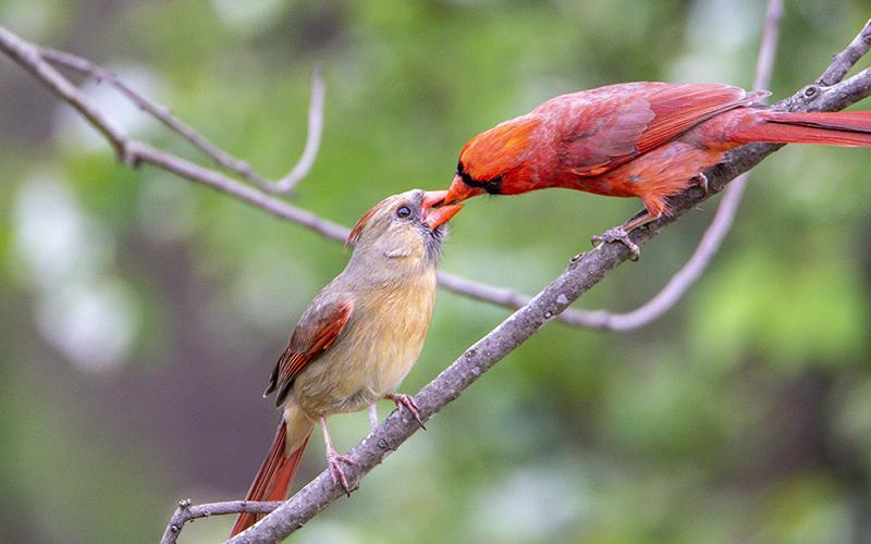 A male cardinal feeds his mate in this photo taken by Daniel Short of Cornelia.
