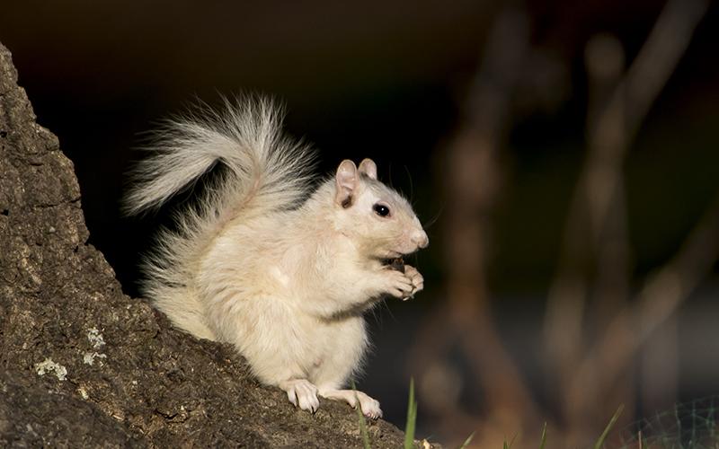 Cornelia photographer Daniel Short, who is president of the Foothills Photography Group, took this photo of one of the white squirrels that live in the Hollywood area of Clarkesville.
