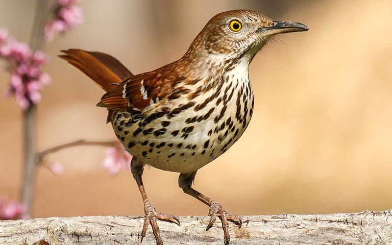 Clarkesville photographer Danny Young captured a photo of a brown thrasher, Georgia's state bird.