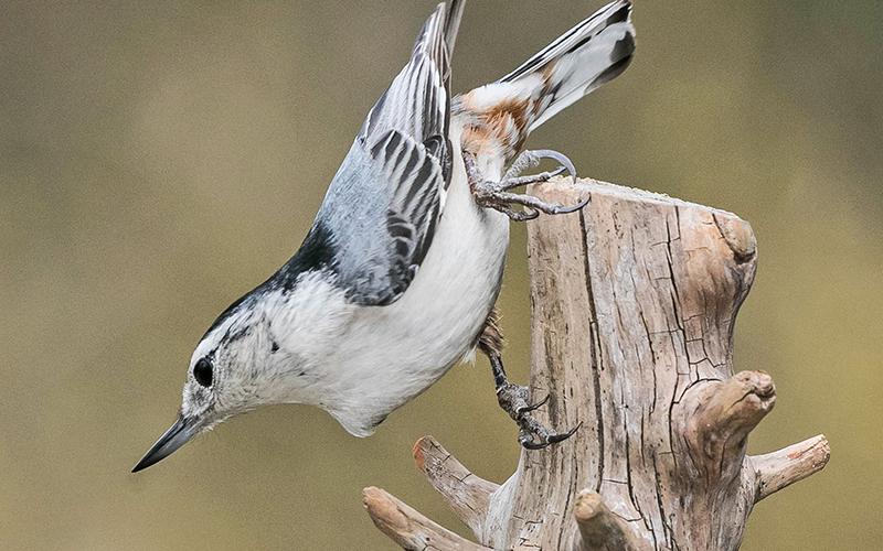 A nuthatch perches on a branch in this photo taken by Danny Young of Clarkesville.
