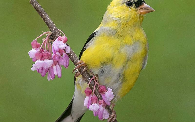 A bright goldfinch perches on a flowered branch in this photo taken by Danny Young of Clarkesville.