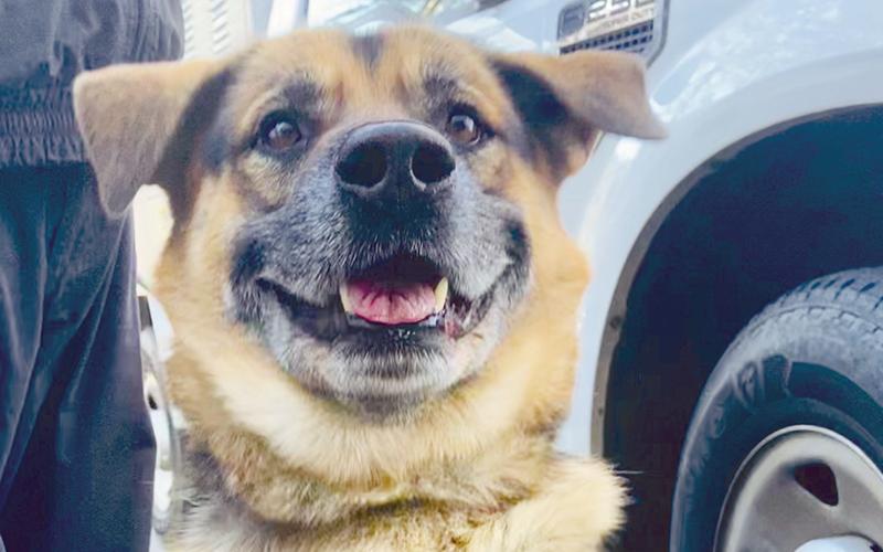 Rudy is among the many other animals that went through the shelter this year. About six dogs and 50-60 cats were available for adoption around Christmas. MADI NIX/Submitted