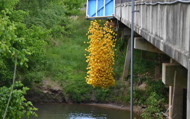 The rubber ducks fly together as they are dropped into the Soque River Saturday afternoon for the annual Volunteers for Literacy Duck Race. SAMANTHA SINCLAIR/CNI News Service