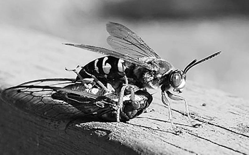 The Cicada killer (Georgia Department of Agriculture) has been known to appear in north Georgia.