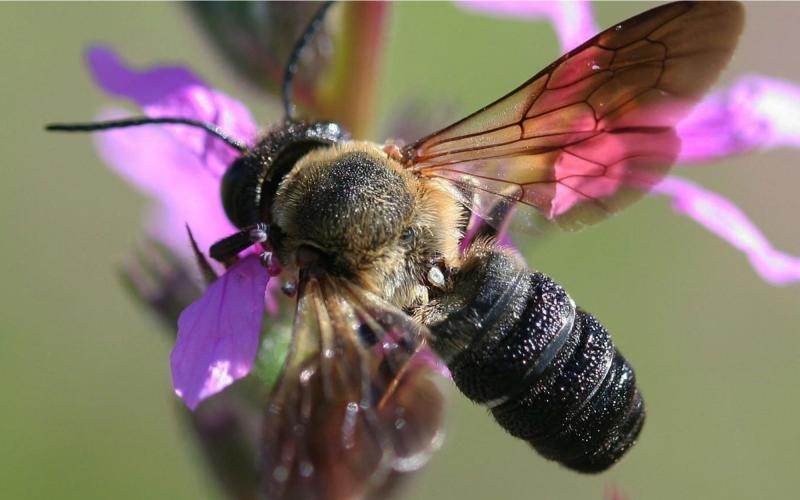 This is the giant resin bee. UNIVERSITY OF MARYLAND EXTENSION