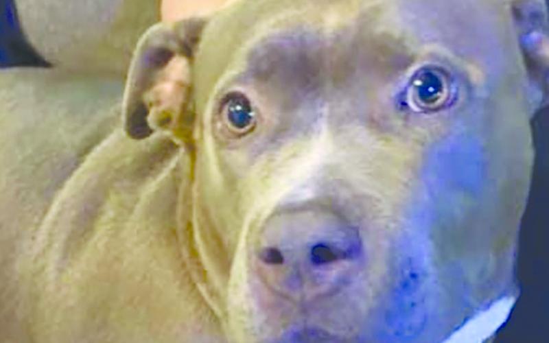 Madea barked loudly enough to wake her family and save their lives.