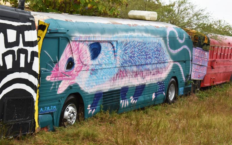An opossum painted by Amanda Morris graces one of the buses’ entire sides. MATTHEW OSBORNE/Staff