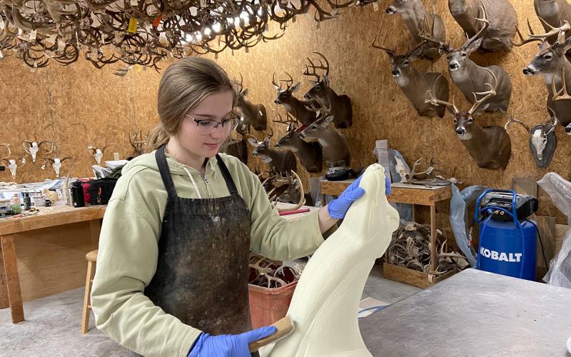 Later in the taxidermy  process, Cassie Carter prepares the form by scratching it, especially in the creases of the form, to ensure that the hide will stick to the form once the glue is applied. CASSIE CARTER/ Submitted