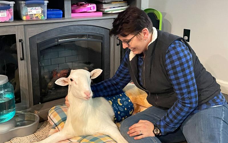 Jessica Diane McNew cuddles Lamby, a lamb which suffers from limited physical mobility, at Winnie Penny Animal  Sanctuary in Clarkesville. BRIAN WELLMEIER/Staff