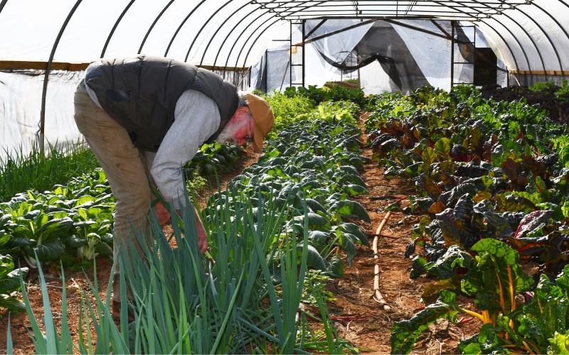 Farmer Chris Cleveland picks vegetables from one of his greenhouses. BRIAN WELLMEIER/Staff