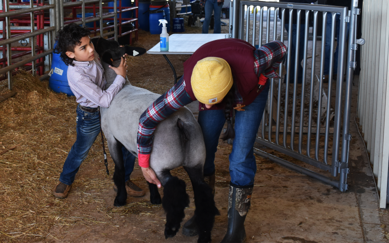 Stetson Branch and his mother, Stephanie Branch, practice before showing at the FFA Livestock show on Saturday. AMARIS E. RODRIGUEZ/Staff