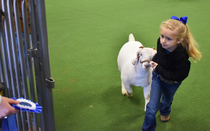 Aria Saylors and her goat can’t wait to get their blue ribbon during the FFA Livestock show on Saturday. AMARIS E. RODRIGUEZ/Staff