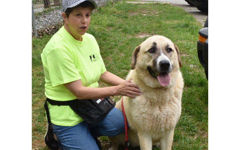 Belle, an Anatolian Shepard dog who has been at the shelter since February, will be transported to It Takes A Village Animal Rescue in Delaware next week to be given a chance to find a family outside of Habersham County. AMARIS E. RODRIGUEZ/Staff