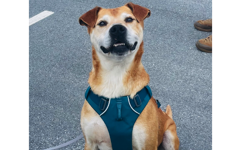 Grado smiles knowing he is off to a rescue in Connecticut after spending 168 days at the Habersham County Animal Shelter. MADI NIX/Submitted