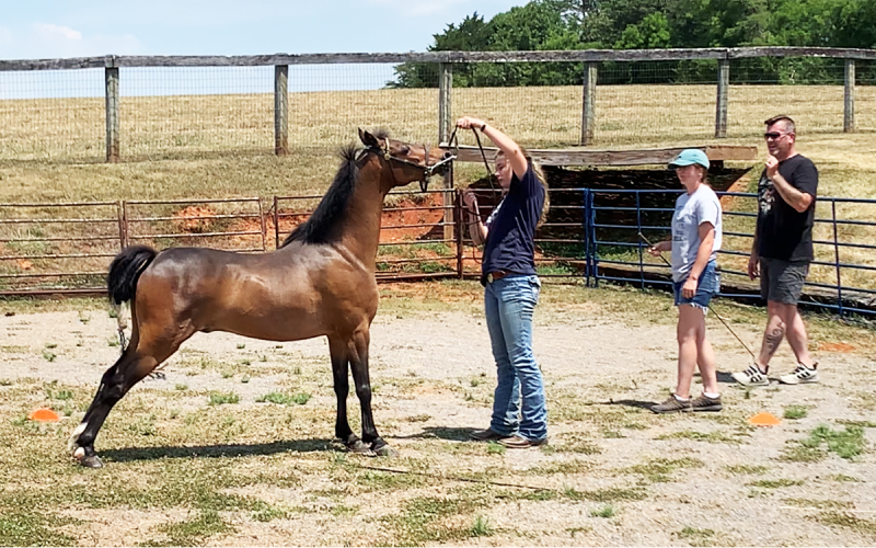 Brooke Hayes and the pony James Bond work together during a lesson. SASSY HAYES/Submitted