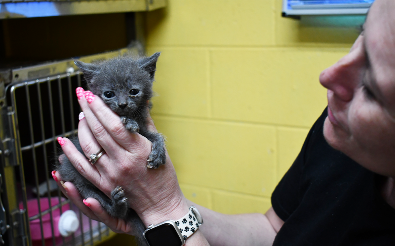 Madi Nix looks after a kitten at the Habersham Animal Shelter. About 210 animals were brought to the shelter last month. The staff does everything they can to find home for pets, such as fostering them or sending them to other shelters with more room.