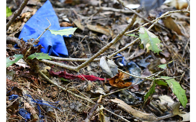 There are burnt leaves some 10 feet off the ground near the site where a fire was set – but by whom and for what specific purpose are still unknown. ALAN NESMITH/Staff