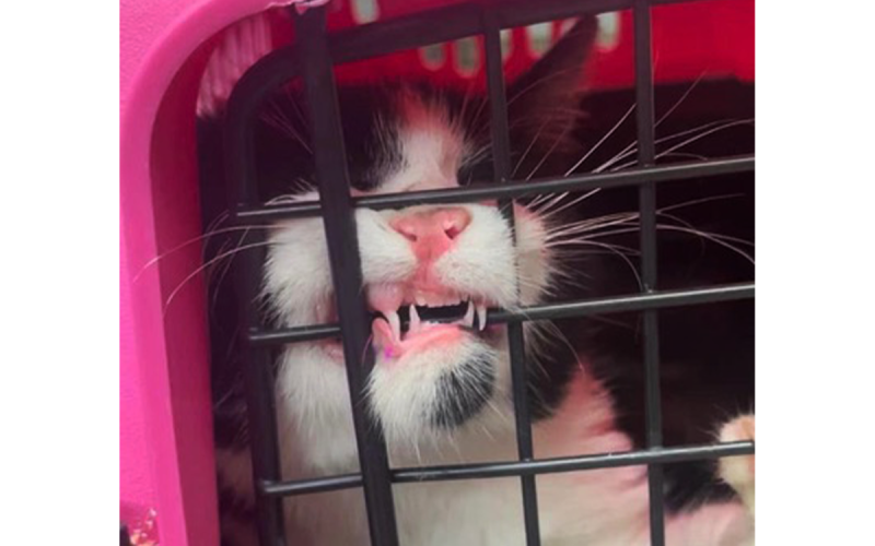 This rabid cat was found in Cornelia Dec. 20 and diagnosed with rabies two weeks later. HABERSHAM COUNTY/Submitted