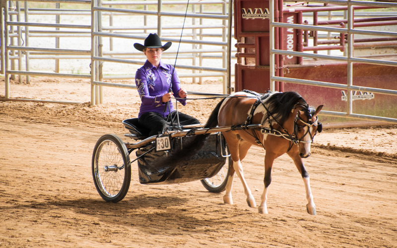 Brooke Hayes and Gigolo compete in Western Pleasure class. “Gigs is high energy, loves to perform, and loves going fast,” Hayes said. SONYA SMITH/Submitted