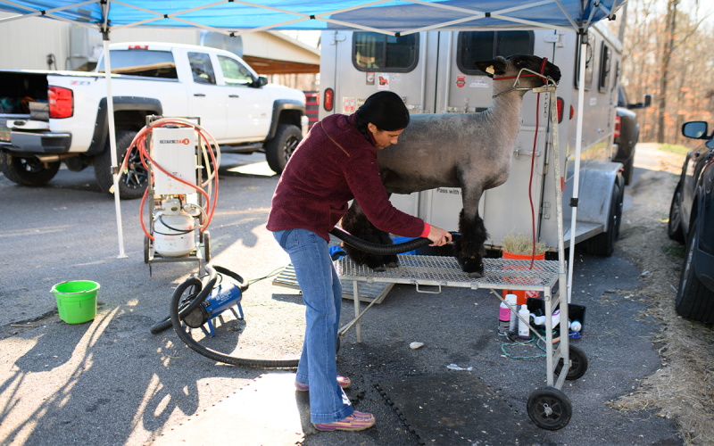 Stephanie Branch blows the shavings from the tufts of the ewe’s feet for her son before the show. ZACH TAYLOR/Special