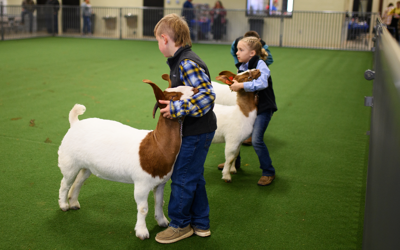 Braylyn Faries and Aria Saylors present their breeding does to the judge in Saturday morning’s show. ZACH TAYLOR/Special