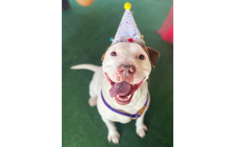 Mutley was found on the highway a little more than a year ago. SUBMITTED