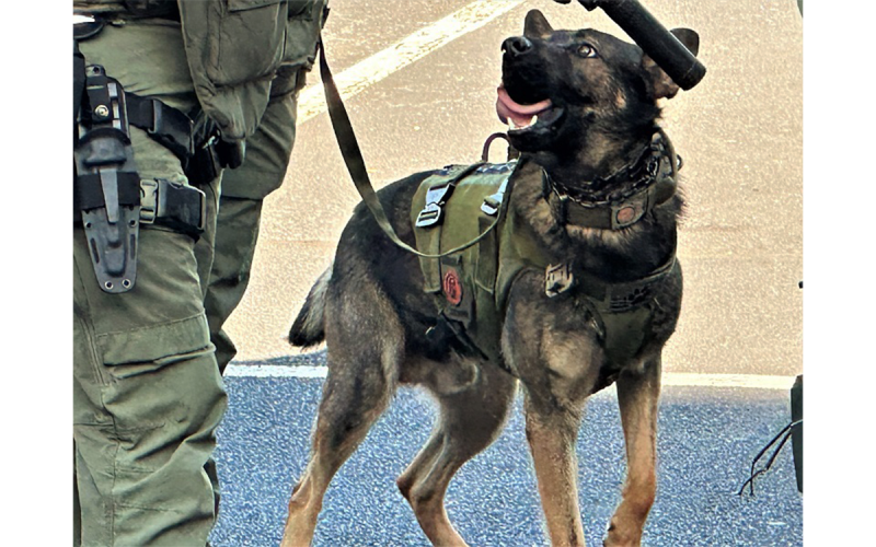 A K-9 member of the Georgia State Patrol SWAT Team prepares to go to work during Friday’s operation in Habersham County. HABERSHAM COUNTY/Submitted