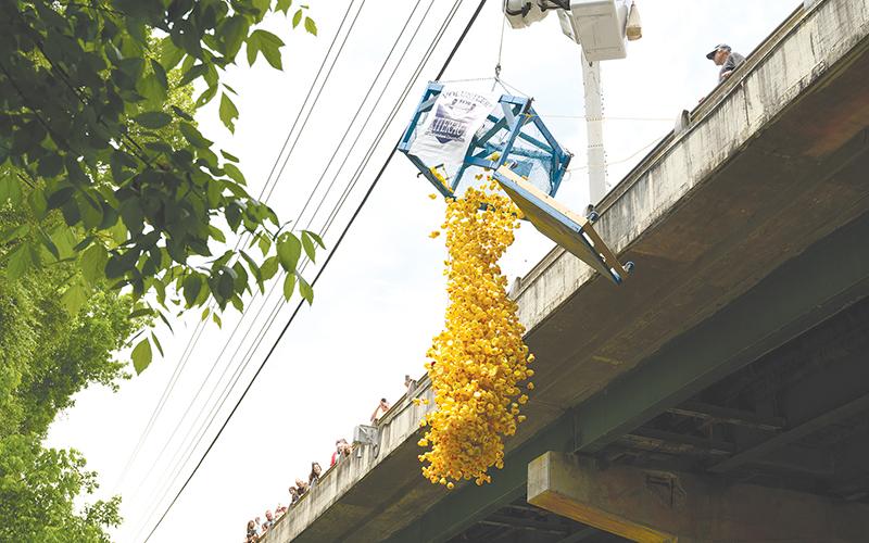 More than 2,400 ducks are dumped into the Soque River for the VFL's annual fundraiser duck race. ZACH TAYLOR/Special