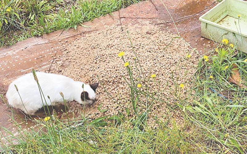 Feral cats, which did not recieve any medical care for two years, were fed for two years on a Demorest property. HABERSHAM COUNTY/Submitted
