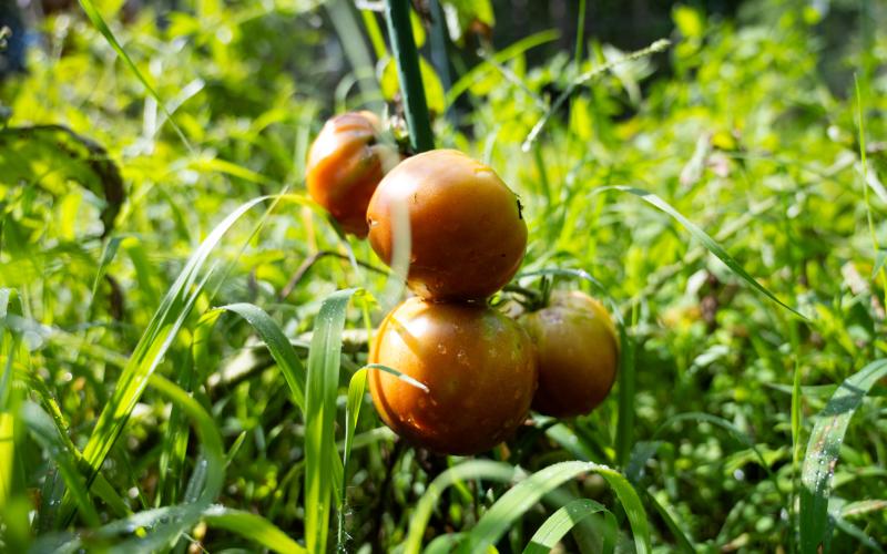 Tomatoes hang from the vine in the Cross family garden, which has been used for nearly 20 years consecutively. The Cross family has been farming on other parts of the property since the early 1900s. ZACH TAYLOR/Special