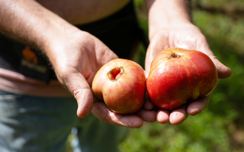 John Cross holds two Cherokee Purple tomatoes while standing in his garden. ZACH TAYLOR/Special