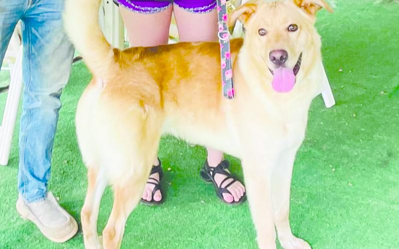 Dex was adopted by Brianna and Hunter Goss on Friday, helping the shelter stray away from euthanasia as they “broke even” with no additional animals at the end of the day after breaching capacity.