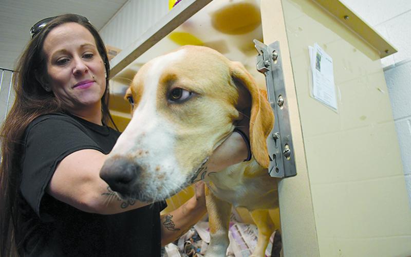 Olivia Whitfield works with a canine pal at the Habesham County Animal Shelter. FILE