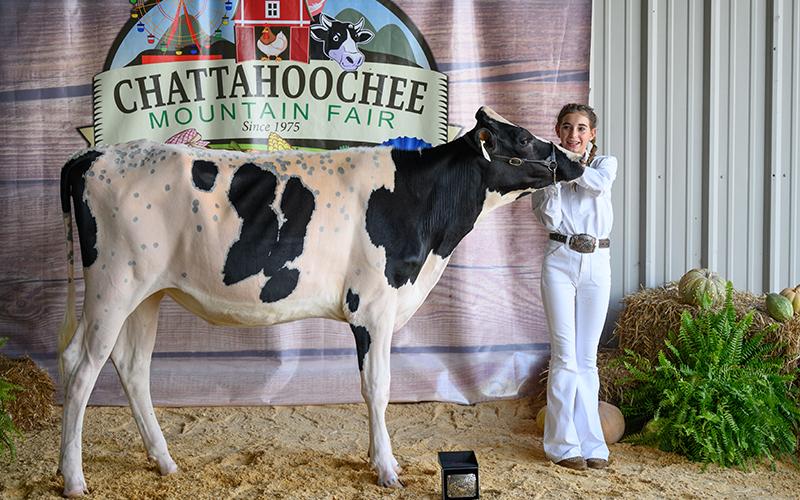 Maggie Moose wins the Jr. Showmanship champion belt buckle with her dairy cow. ZACH TAYLOR/Special