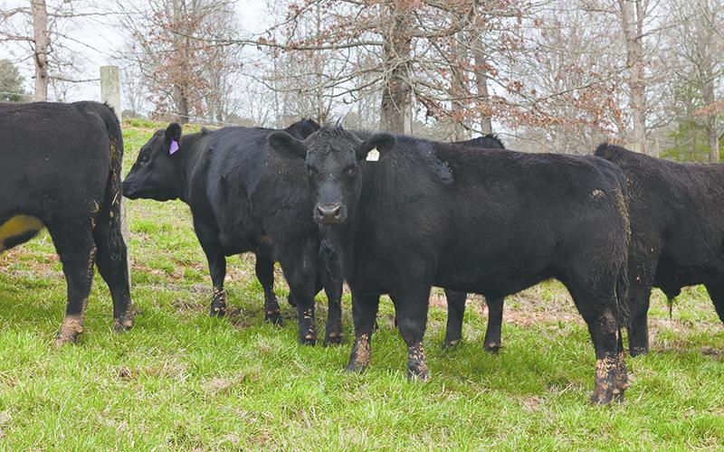 Cows mill around teXga Farms in Clarkesville on Thursday afternoon. ZACH TAYLOR/Special