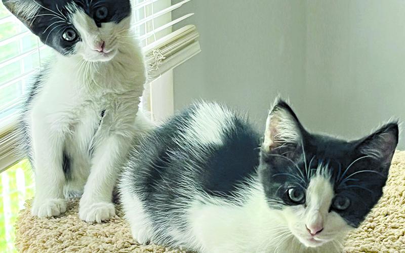 Ringo and Jingo are among the cats that are looking for new homes across the region.  Habersham County’s animal shelter is overflowing with cats and dogs this summer. SUBMITTED